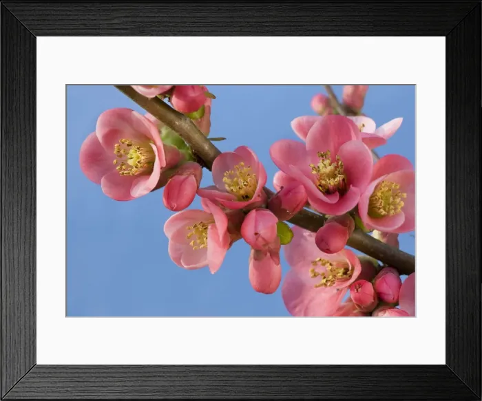 Framed Print : Chaenomeles flowers - in spring Framed Print : Chaenomeles flowers - in spring