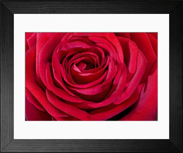 Framed Print : Red Rose. ME-2537. Red Rose. Johan De Meester Framed Print : Red Rose. ME-2537. Red Rose. Johan De Meester