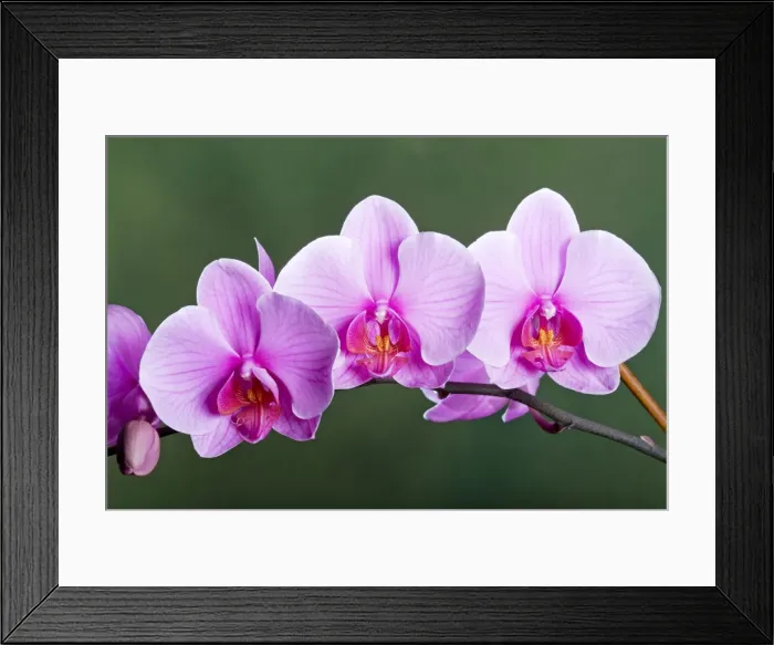 Framed Print : Orchid - Phalaenopsis Sacramento - Asia Framed Print : Orchid - Phalaenopsis Sacramento - Asia