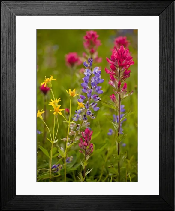 Framed Print : Mountain flowers - broadleaf Arnica, Magenta Paintbrush, lupins etc; Mount Rainier National Park, Washington, USA, North America Framed Print : Mountain flowers - broadleaf Arnica, Magenta Paintbrush, lupins etc; Mount Rainier National Park, Washington, USA, North America