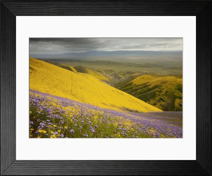 Framed Print : Spectacular masses of spring wildflowers, mainly Hillside Daisy and Phacelia, covering the slopes of The Temblor Range, Carrizo Plain, California Framed Print : Spectacular masses of spring wildflowers, mainly Hillside Daisy and Phacelia, covering the slopes of The Temblor Range, Carrizo Plain, California