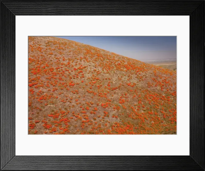 Framed Print : Masses of Californian Poppies in the Antelope Valley, south California