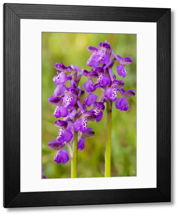 Framed Print : Green-winged Orchids - Gargano Peninsula, Italy Framed Print : Green-winged Orchids - Gargano Peninsula, Italy