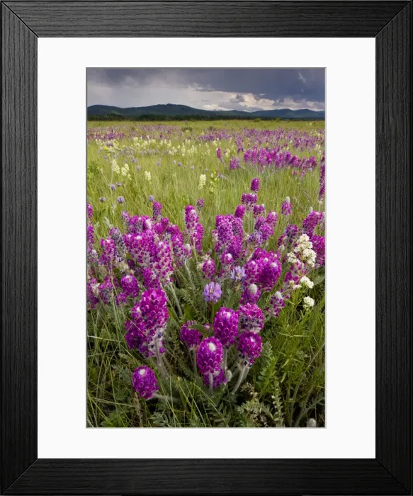 Framed Print : Intensely flowery mid-altitude prairie grassland, with Showy locoweed and Mountain Locoweed, Bow Valley, Alberta, Canada Framed Print : Intensely flowery mid-altitude prairie grassland, with Showy locoweed and Mountain Locoweed, Bow Valley, Alberta, Canada