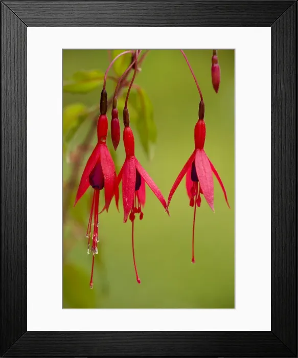 Framed Print : Fuchsia - widely naturalised in western Britain, from Chile / Argentina. Dorset Framed Print : Fuchsia - widely naturalised in western Britain, from Chile / Argentina. Dorset