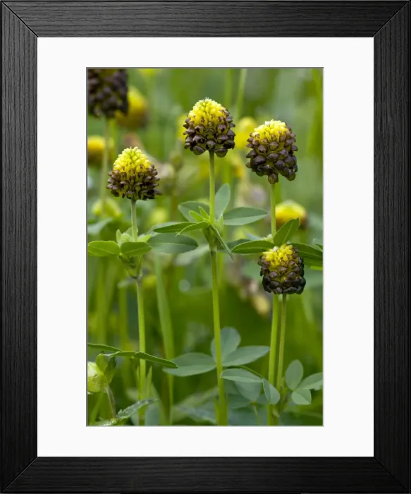 Framed Print : Brown Clover - in flower in old hay meadow - Swiss Alps Framed Print : Brown Clover - in flower in old hay meadow - Swiss Alps