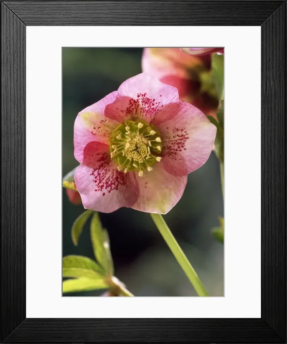 Framed Print : Hellebore - Christmas Rose Blossom Framed Print : Hellebore - Christmas Rose Blossom