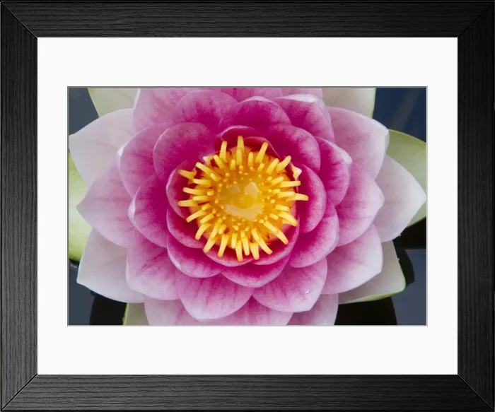 Framed Print : Water Lily - flower in garden pond - Lower Saxony - Germany Framed Print : Water Lily - flower in garden pond - Lower Saxony - Germany