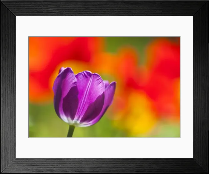 Framed Print : Tulip Blossom - in garden - Lower Saxony - Germany Framed Print : Tulip Blossom - in garden - Lower Saxony - Germany