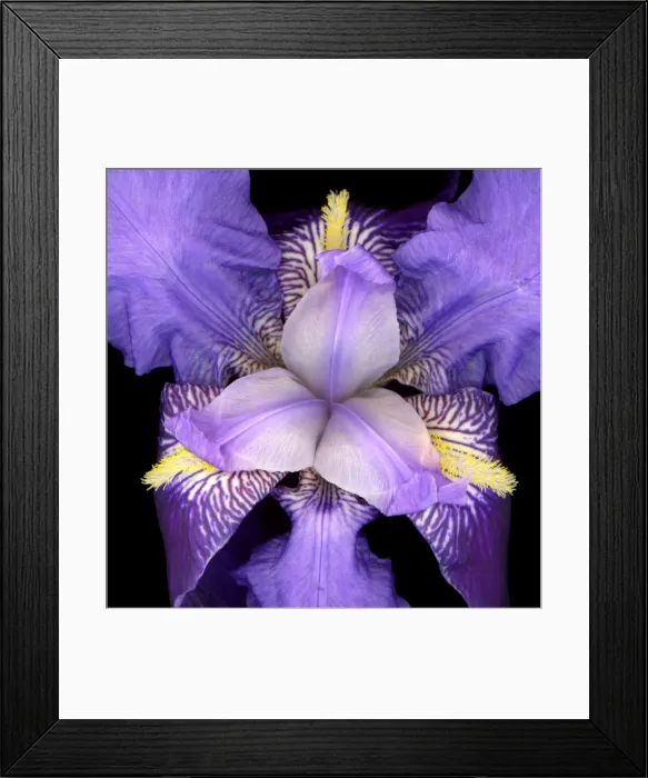 Framed Print : Iris flower - Provence - France Framed Print : Iris flower - Provence - France