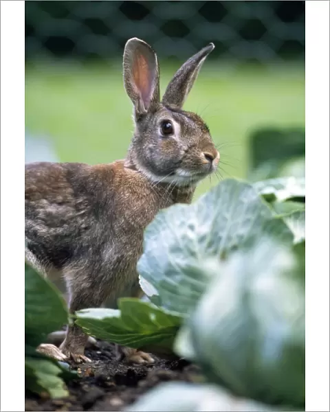 Rabbit - in cabbage patch