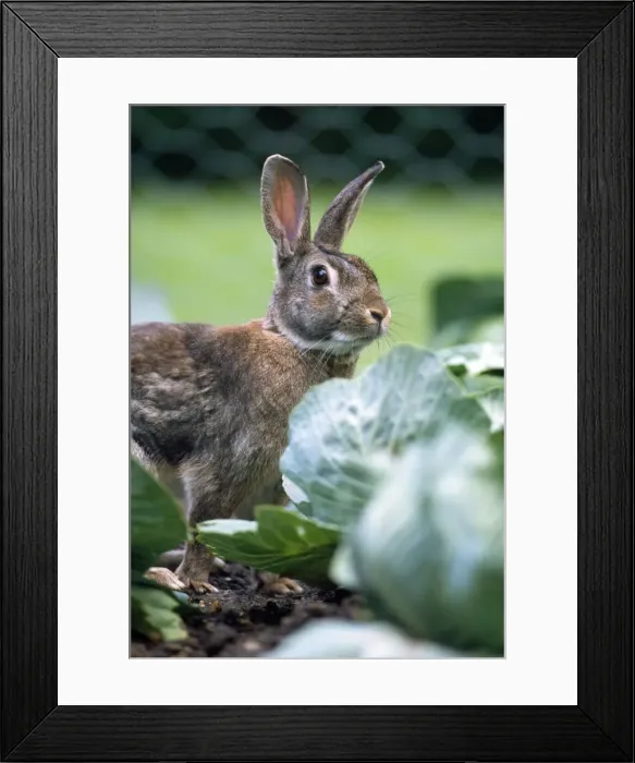 Framed Print : Rabbit - in cabbage patch Framed Print : Rabbit - in cabbage patch