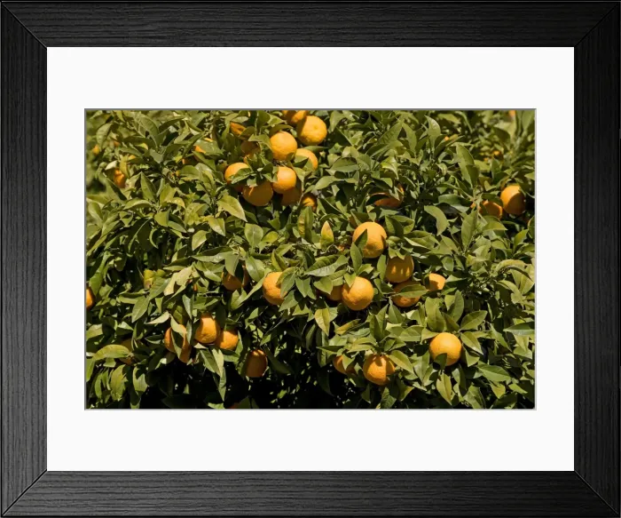 Framed Print : Oranges - on tree - Andalucia - Spain Framed Print : Oranges - on tree - Andalucia - Spain
