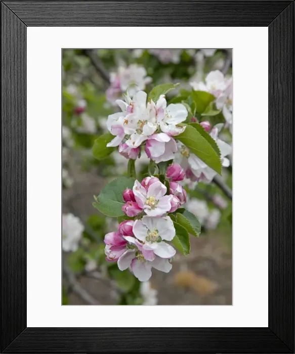 Framed Print : Apple trees in blossom in May Cambridgeshire UK Framed Print : Apple trees in blossom in May Cambridgeshire UK