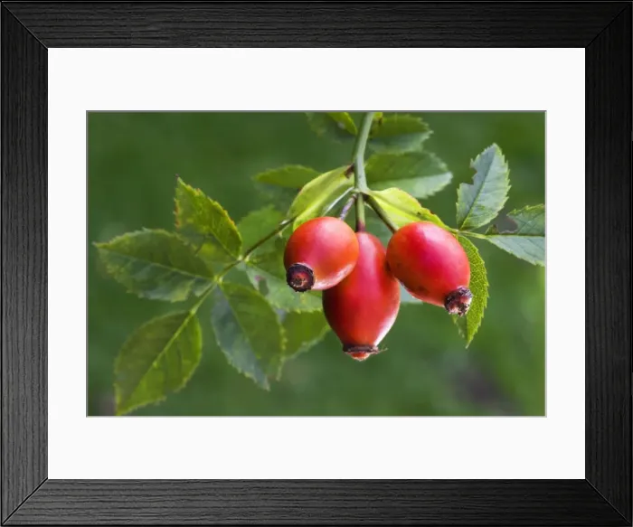Framed Print : Rose hip or Rose Haw Framed Print : Rose hip or Rose Haw