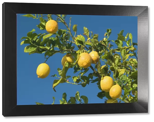 Lemon Tree - with ripe lemon fruits hanging from branch - Borrego Springs, California, USA