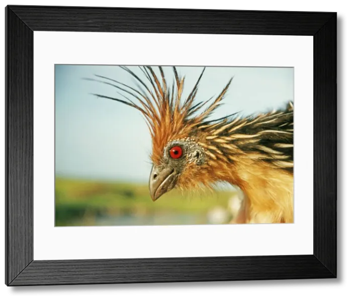 Framed Print : Hoatzin AW 887 Gyana Opisthocomus hoatzin © Adrian Warren / ardea. com Framed Print : Hoatzin AW 887 Gyana Opisthocomus hoatzin © Adrian Warren / ardea. com
