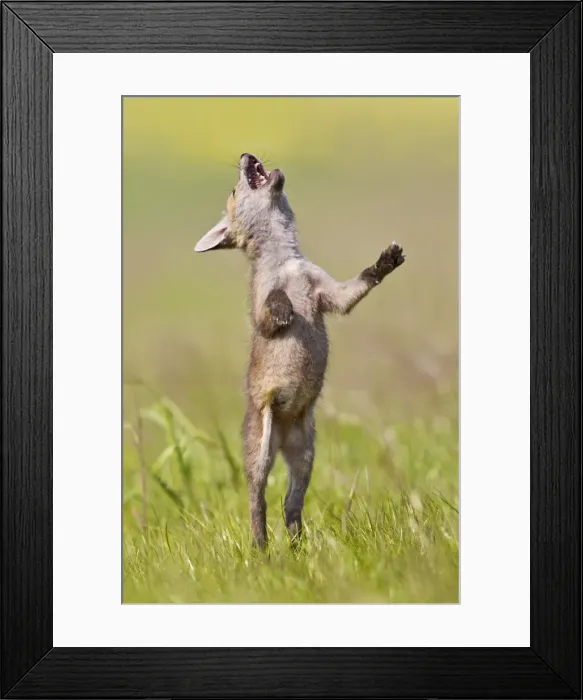 Framed Print : Red Fox - cub jumping in meadow - controlled conditions 12719 Framed Print : Red Fox - cub jumping in meadow - controlled conditions 12719