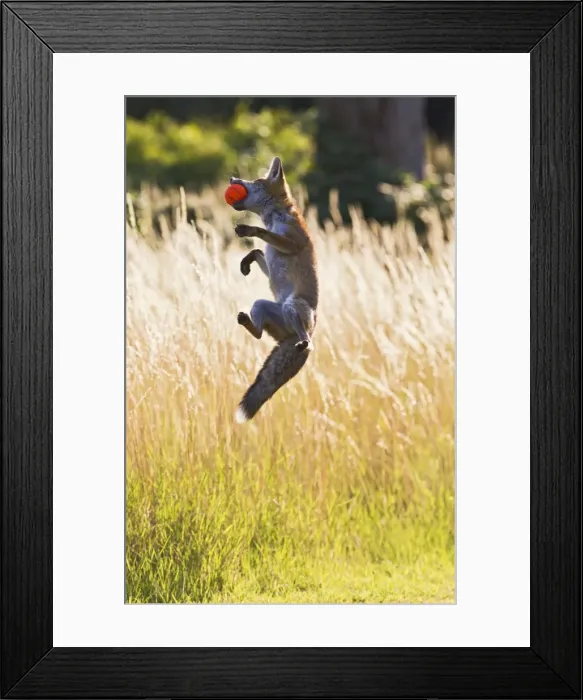 Framed Print : Red Fox - cub jumping for ball - controlled conditions 14303 Framed Print : Red Fox - cub jumping for ball - controlled conditions 14303