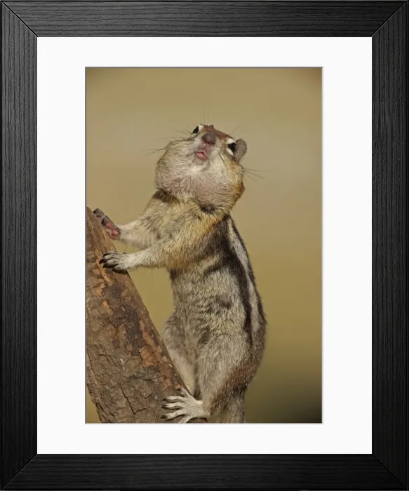 Framed Print : Golden-mantled Ground Squirrel - with cheek pouches full of food - Montana - USA Framed Print : Golden-mantled Ground Squirrel - with cheek pouches full of food - Montana - USA