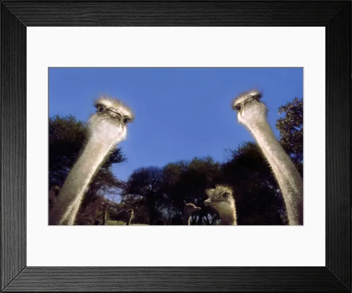 Framed Print : Ostriches CRH 916 M Inquisitively looking into camera - Maun Ostrich Farm, Botswana Stuthio camelus © Chris Harvey / ardea. com Framed Print : Ostriches CRH 916 M Inquisitively looking into camera - Maun Ostrich Farm, Botswana Stuthio camelus © Chris Harvey / ardea. com
