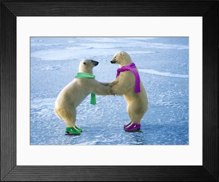 Framed Print : Polar Bear - males ice skating - Cape Churchill - Hudson Bay - Manitoba - Canada Manipulated Image: Scarves & skates added. Background colour improved and tracks added Framed Print : Polar Bear - males ice skating - Cape Churchill - Hudson Bay - Manitoba - Canada Manipulated Image: Scarves & skates added. Background colour improved and tracks added