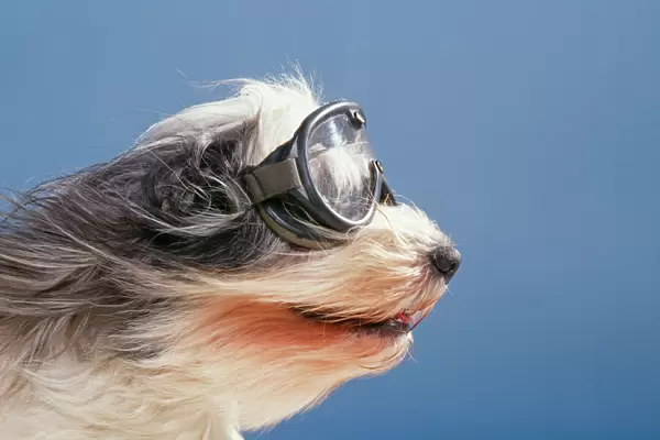 Dog JD 15611E Wearing goggles in wind © John Daniels  /  ardea. com