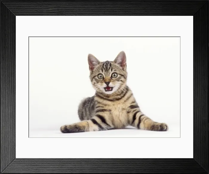 Framed Print : Tabby Cat JD 16494 Kitten miaowing © John Daniels / ardea. com Framed Print : Tabby Cat JD 16494 Kitten miaowing © John Daniels / ardea. com