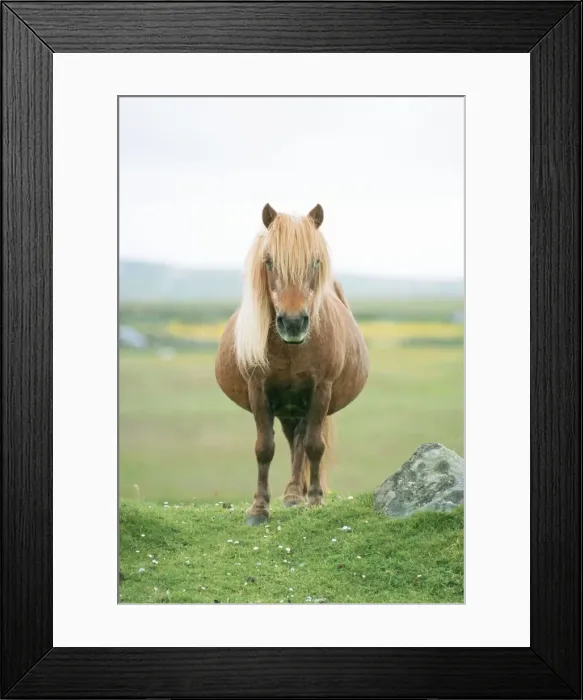 Framed Print : Shetland Pony JD 16570 © John Daniels / ardea. com Framed Print : Shetland Pony JD 16570 © John Daniels / ardea. com