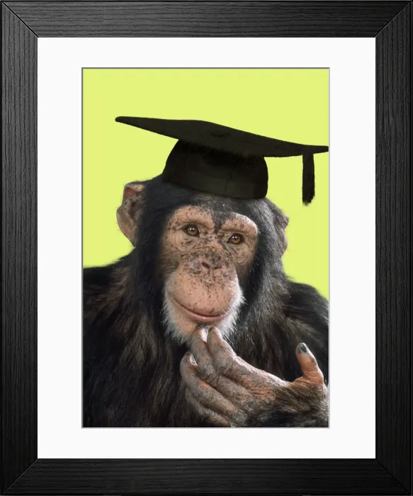 Framed Print : Chimpanzee - in mortarboard - captionable Digital Manipulation: mortarboard (ABM) - added colour background Framed Print : Chimpanzee - in mortarboard - captionable Digital Manipulation: mortarboard (ABM) - added colour background