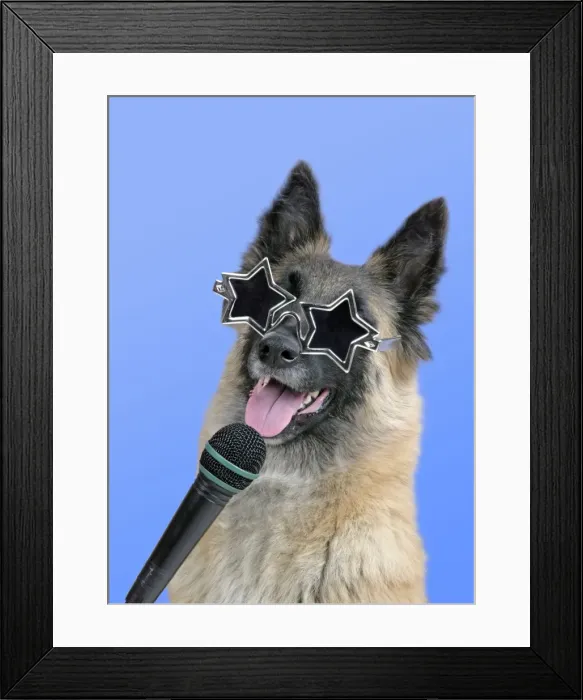 Framed Print : Dog - Tervuren with microphone & star shaped sunglasses MANIPULATION: Background colour changed Framed Print : Dog - Tervuren with microphone & star shaped sunglasses MANIPULATION: Background colour changed