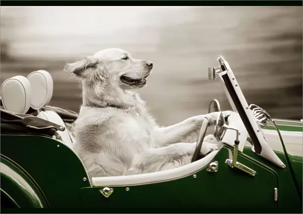 DOG - Golden retriever in car Digital Manipulation: colour change