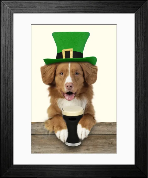 Framed Print : Dog - Nova Scotia Duck Tolling Retriever - wearing a Saint Patrick's Day hat and holding a pint of Irish Stout. Digital Manipulation: Fence & Dog JD - Hat & pint Su - added background colour Framed Print : Dog - Nova Scotia Duck Tolling Retriever - wearing a Saint Patrick's Day hat and holding a pint of Irish Stout. Digital Manipulation: Fence & Dog JD - Hat & pint Su - added background colour