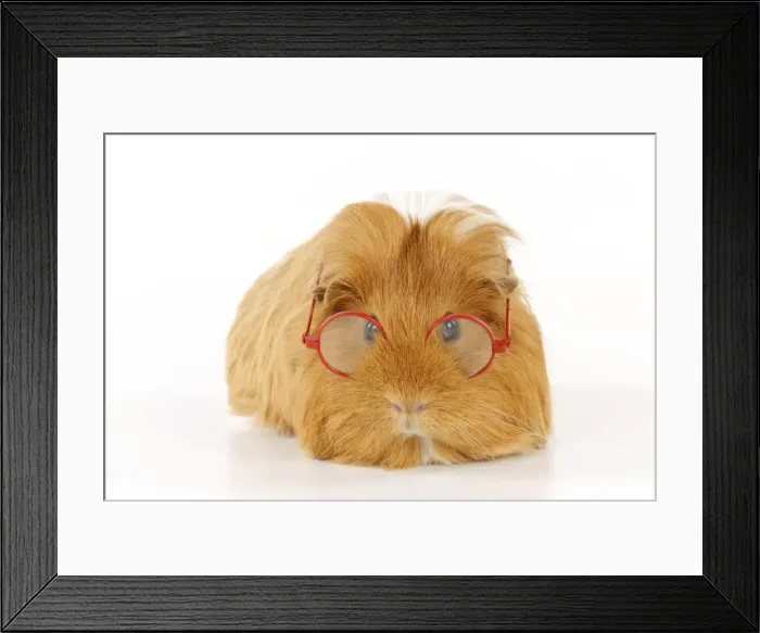 Framed Print : Guinea pig wearing glasses Framed Print : Guinea pig wearing glasses