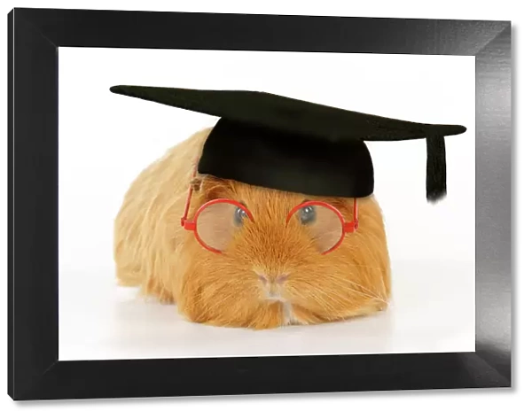 Guinea pig wearing glasses and mortar board Digital Manipulation: mortar board hat (ABM)