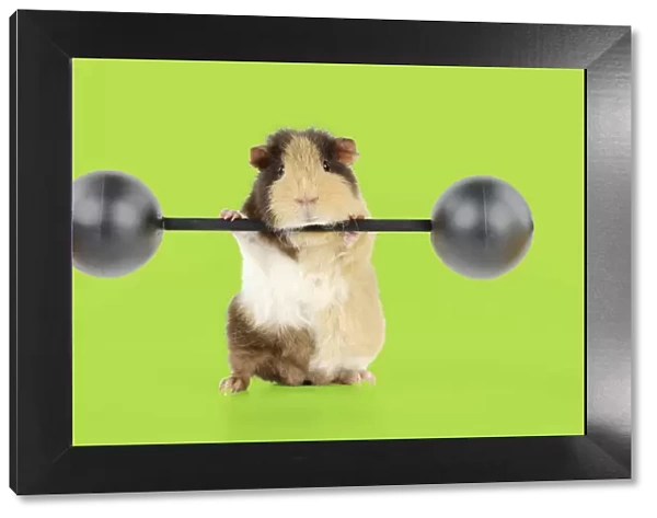 Guinea pig lifting weights Digital Manipulation: background white to green