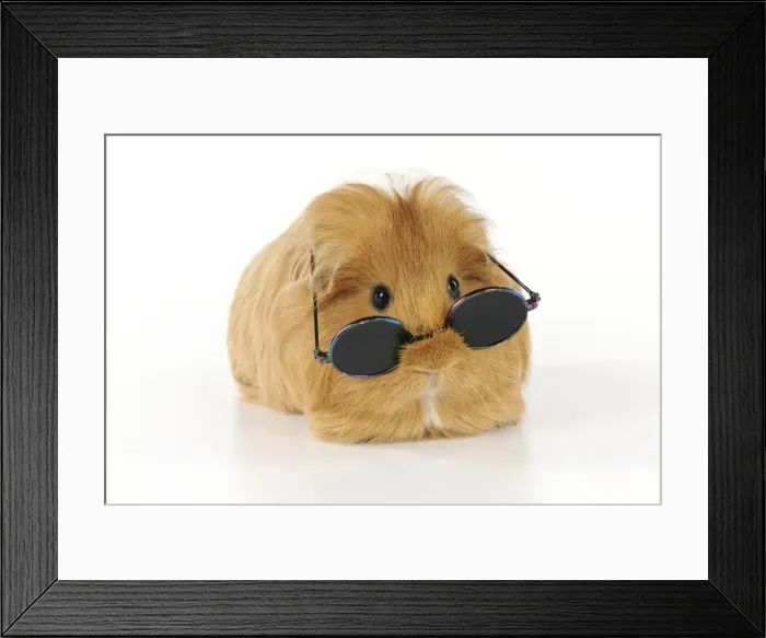 Framed Print : Guinea pig wearing glasses