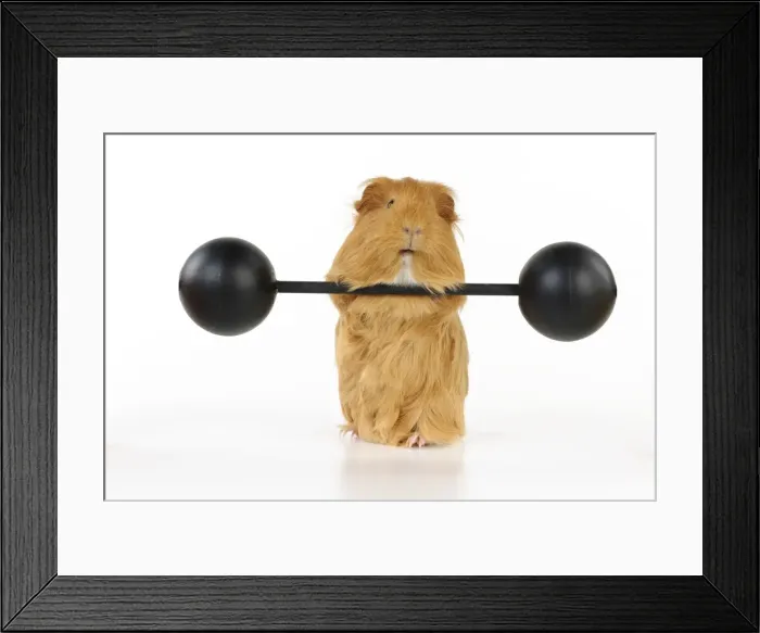 Framed Print : Guinea pig lifting weights Framed Print : Guinea pig lifting weights