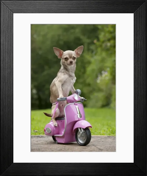 Framed Print : DOG - Chihuahua on scooter Framed Print : DOG - Chihuahua on scooter