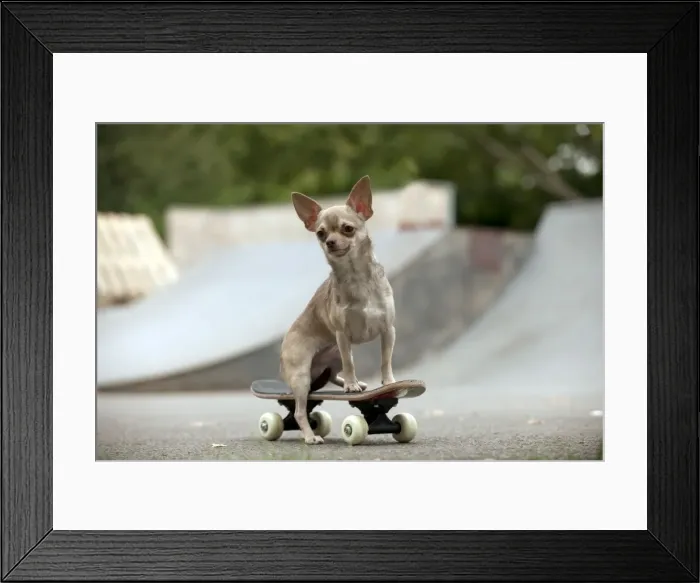 Framed Print : DOG - Chihuahua on skateboard in skate park Digital Manipulation: removed person from the background Framed Print : DOG - Chihuahua on skateboard in skate park Digital Manipulation: removed person from the background