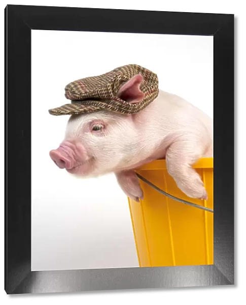 PIG - Piglet in a bucket wearing a hat