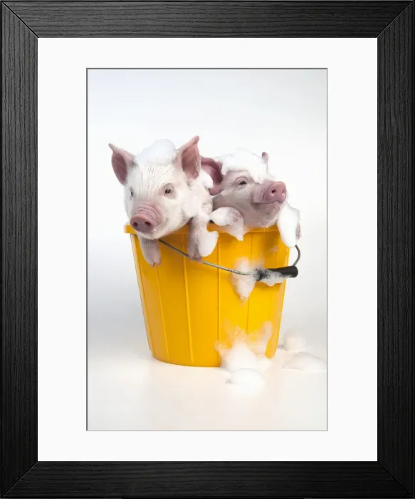 Framed Print : PIG - Piglets sitting in a bucket covered in soap suds Framed Print : PIG - Piglets sitting in a bucket covered in soap suds