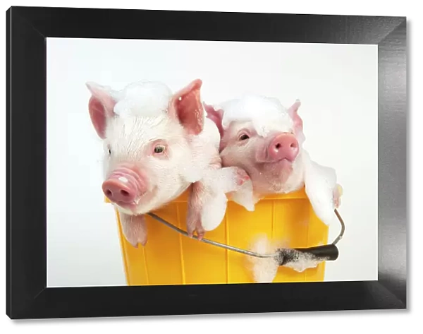 PIG - Piglets sitting in a bucket covered in soap suds