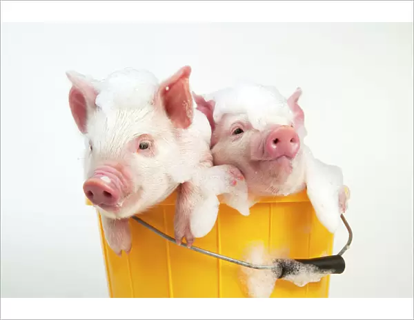 PIG - Piglets sitting in a bucket covered in soap suds