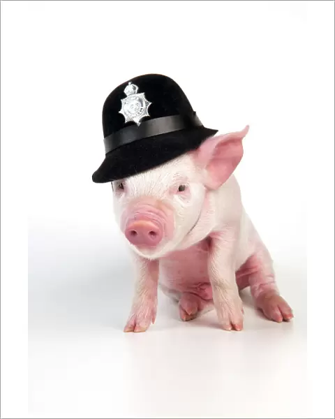 PIG - Piglet sitting wearing a police hat