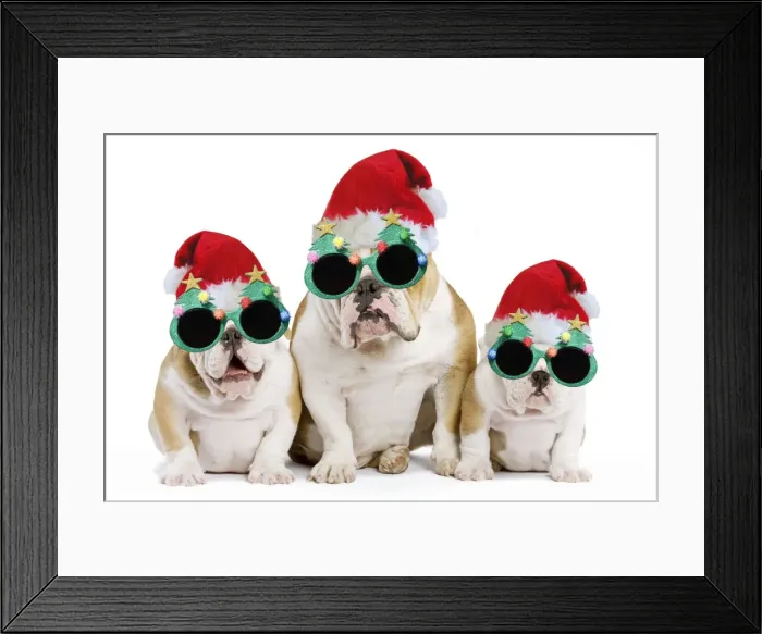 Framed Print : Dog - English Bulldog - adult and puppies wearing Christmas hats and glasses. Digital Manipulation: Hats & glasses (Su) Framed Print : Dog - English Bulldog - adult and puppies wearing Christmas hats and glasses. Digital Manipulation: Hats & glasses (Su)