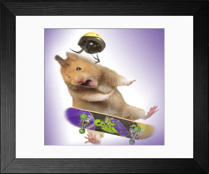 Framed Print : Hamster - with skateboard & helmet Framed Print : Hamster - with skateboard & helmet