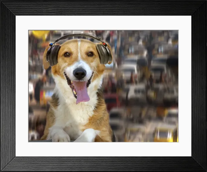 Framed Print : Dog - DJ - captionable Framed Print : Dog - DJ - captionable