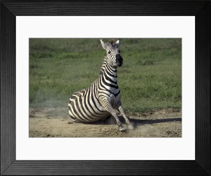 Framed Print : Burchell's Zebra Framed Print : Burchell's Zebra