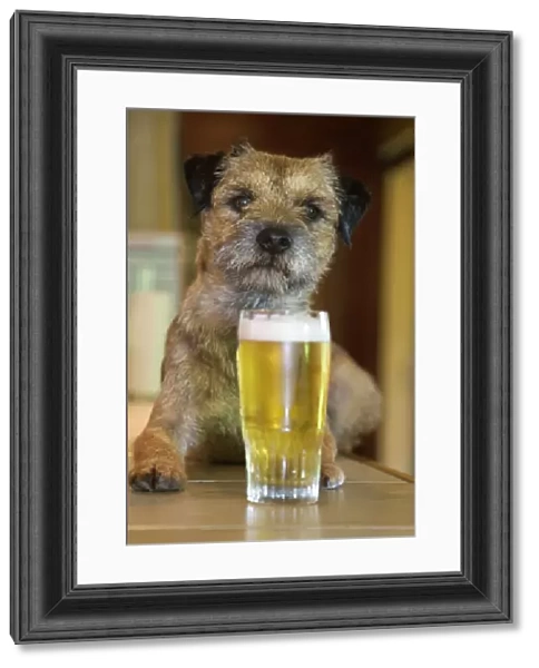 Dog - Border Terrier - in pub with beer